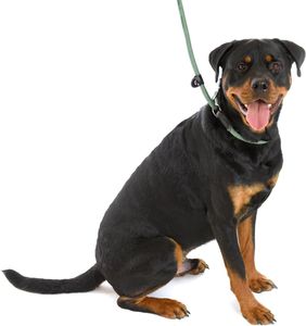 Comfortable Company of Animals 3-in-1 Dog Leash for Dogs That Pull Strongly - Short Dog Leash, Retriever Leash, 170cm, Green