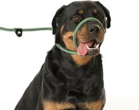 Comfortable Company of Animals 3-in-1 Dog Leash for Dogs That Pull Strongly - Short Dog Leash, Retriever Leash, 170cm, Green